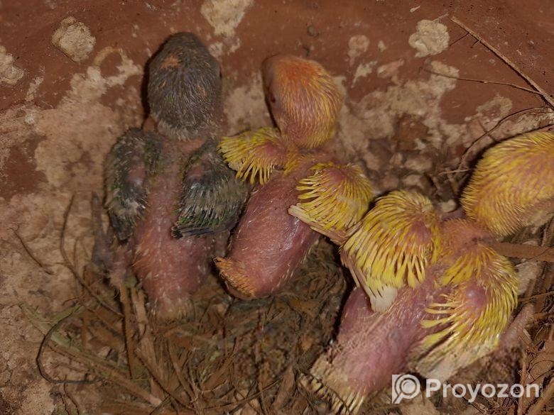 হেন্ডফিডিং সাইজ লাভবার্ড