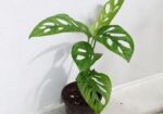 মন্সটেরা