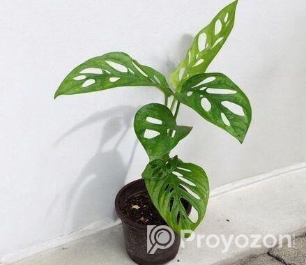 মন্সটেরা