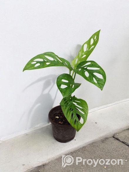 মন্সটেরা