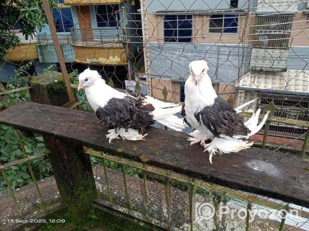 ফ্রিলব্যাক কবুতর রানিং জোড়া