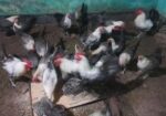 ডিম পাড়া ফাউমি মুরগি বিক্রয়