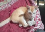 Cat for sale