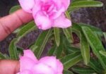 বিভিন্ন ধরনের বাহারি গাছ আছে