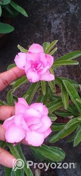 বিভিন্ন ধরনের বাহারি গাছ আছে