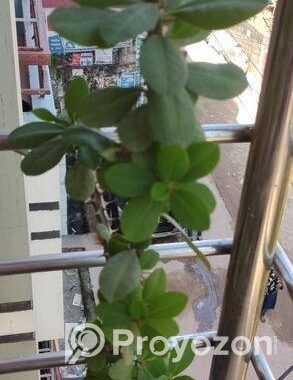 কাটা মুকুট গাছ