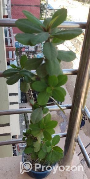 কাটা মুকুট গাছ