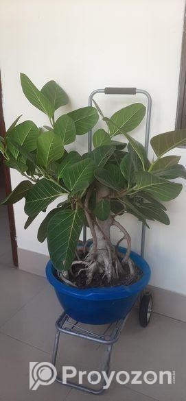 কাঠালি বট গাছ