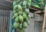 পেঁপে