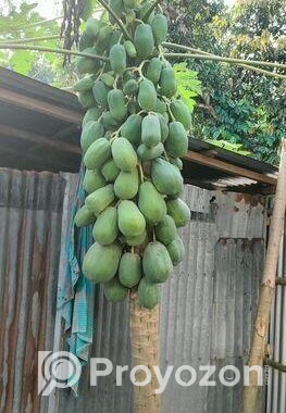পেঁপে