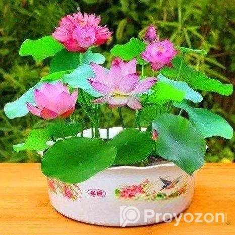 পদ্মফুলের বীজ