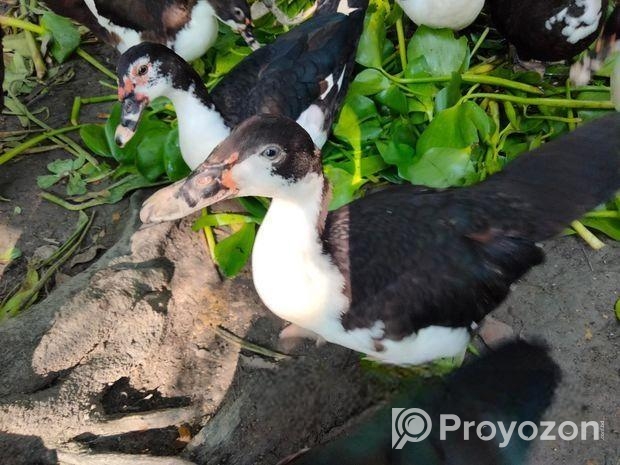 চিনা হাঁস