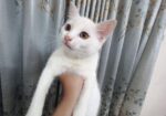 Mixed Breed Female Cat