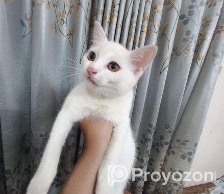 Mixed Breed Female Cat