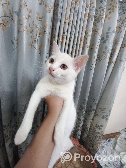 Mixed Breed Female Cat