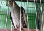 কোকাটেল পাখি