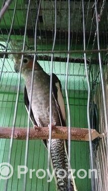 কোকাটেল পাখি