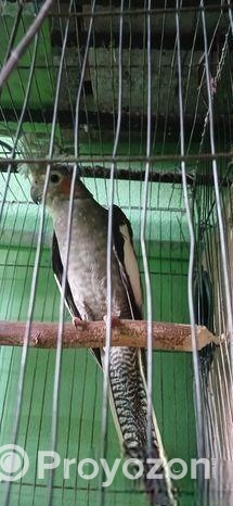 কোকাটেল পাখি