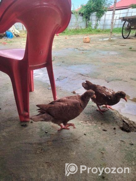 King kobotorer baccha