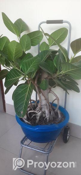 কাঠালি বট গাছ