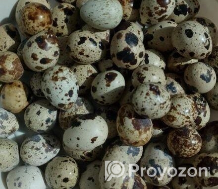 কোয়েল পাখির ডিম বিক্রি