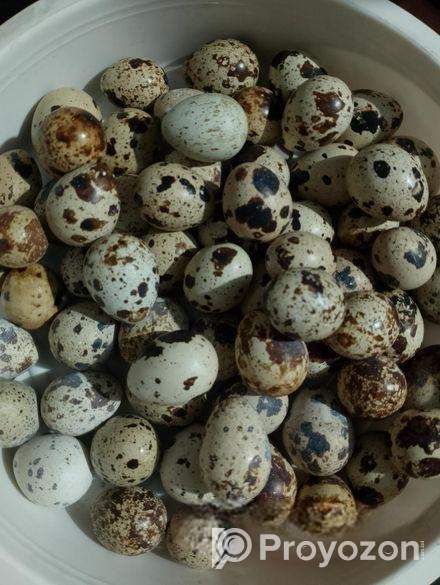 কোয়েল পাখির ডিম বিক্রি