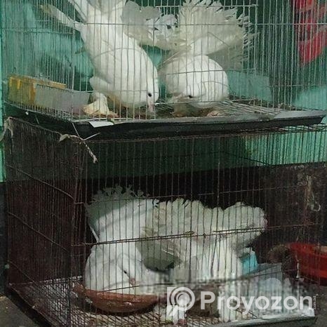 লক্ষা কবিতর দুটি নর একটি মাদী