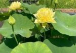 পদ্মফুলের বীজ