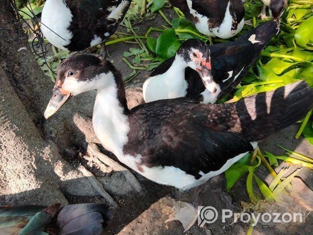 চিনা হাঁস