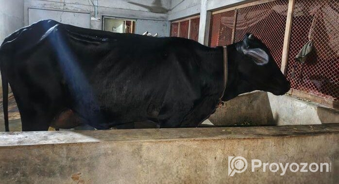 গাভি গরু ফিরিজিয়ান