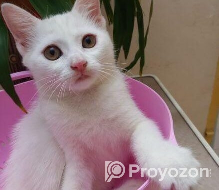 Mixed Breed Female Cat