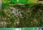 একুরিয়াম সেট আপটি বিক্রি হবে