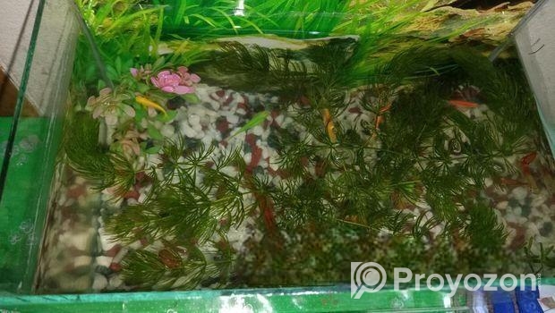 একুরিয়াম সেট আপটি বিক্রি হবে