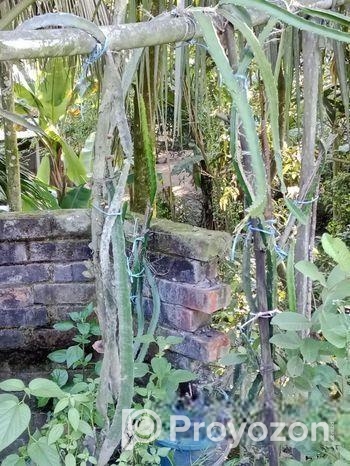 ড্রাগন চারা