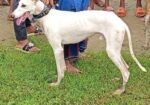 Sarail Hound
