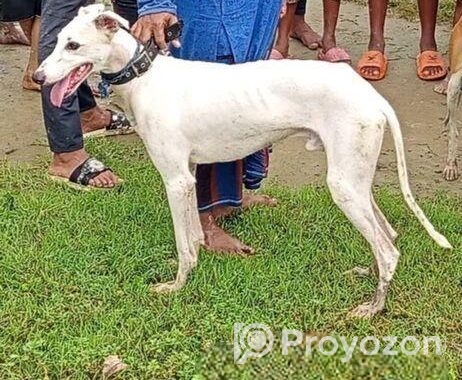 Sarail Hound