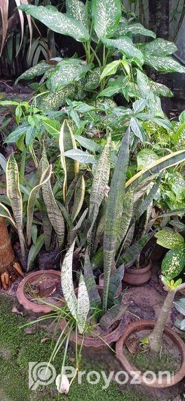 বিভিন্ন ধরনের বাহারি গাছ আছে