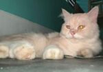 Persian Cat