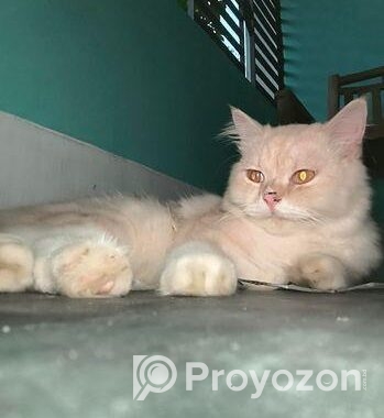 Persian Cat