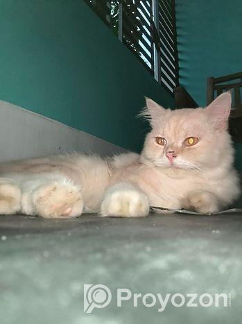 Persian Cat