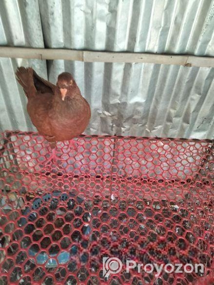 King kobotorer baccha