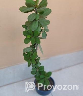 কাটা মুকুট গাছ