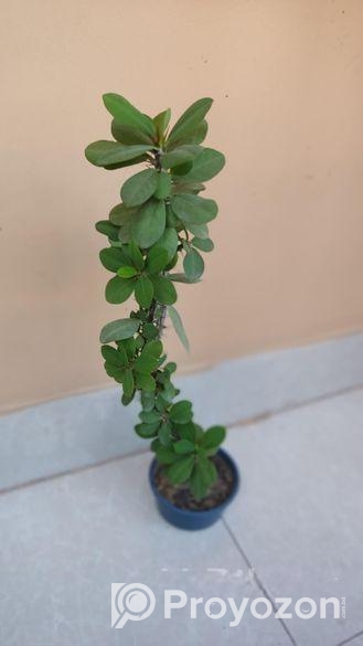 কাটা মুকুট গাছ