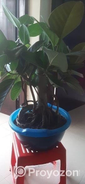 কাঠালি বট গাছ