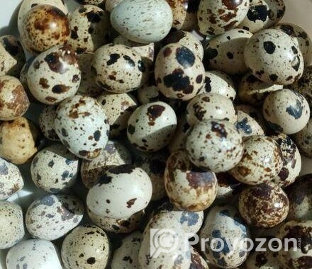 কোয়েল পাখির ডিম বিক্রি