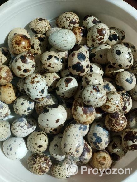 কোয়েল পাখির ডিম বিক্রি