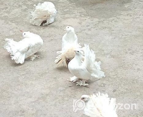 লক্ষা কবিতর দুটি নর একটি মাদী