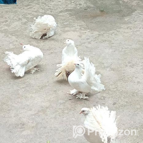 লক্ষা কবিতর দুটি নর একটি মাদী