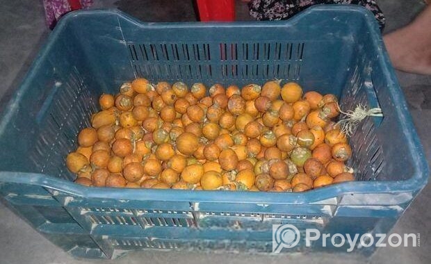১ কুড়ি দেশি গাছ পাকা সুপারি