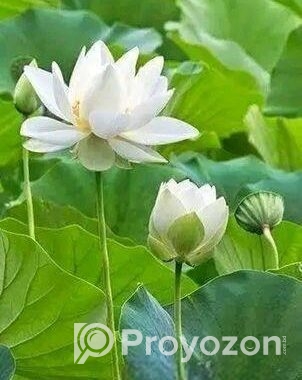 পদ্মফুলের বীজ